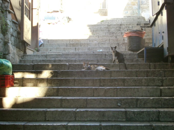 階段でくつろぐ猫たち