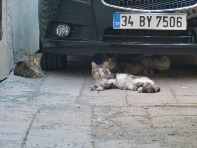 車の下で転がる3匹の猫